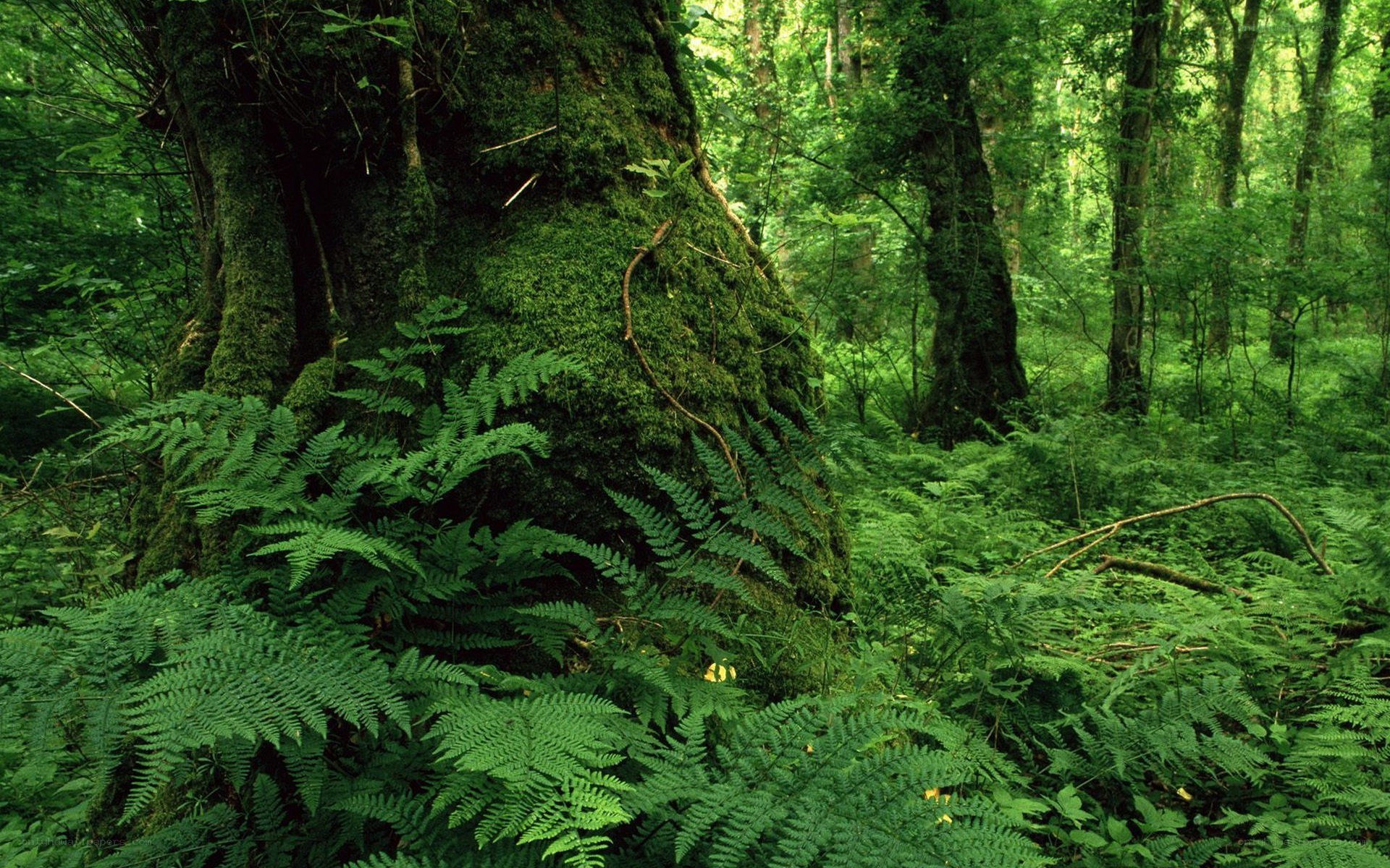 Moss-covered tree in forest