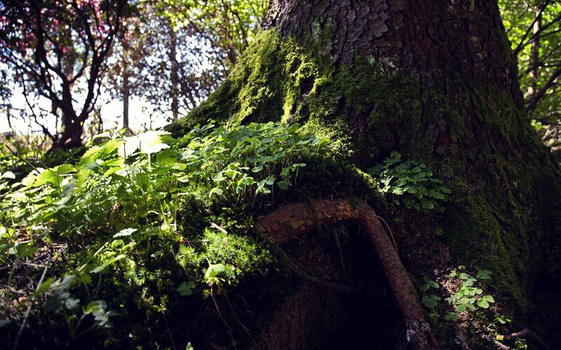 Moss-covered tree in forest