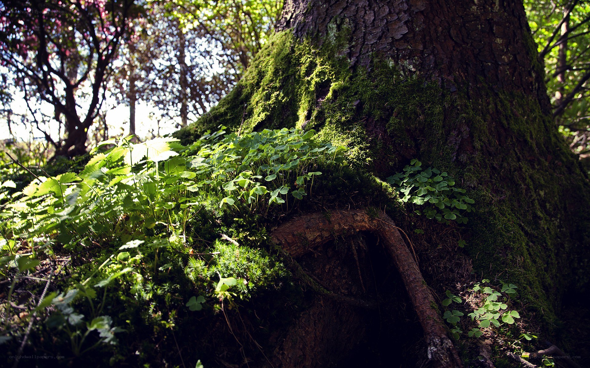 Moss-covered tree in forest