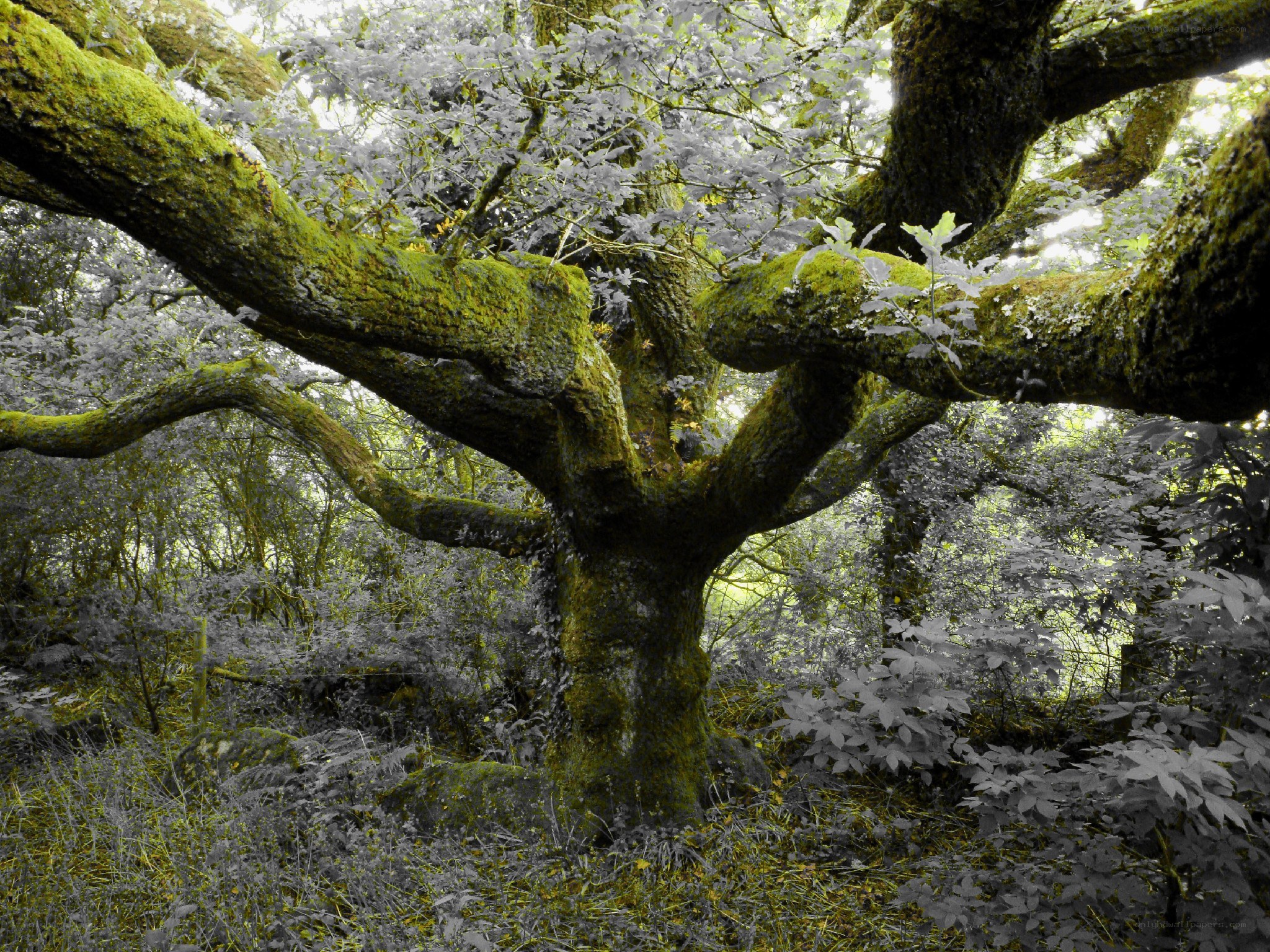 moss-covered tree in forest