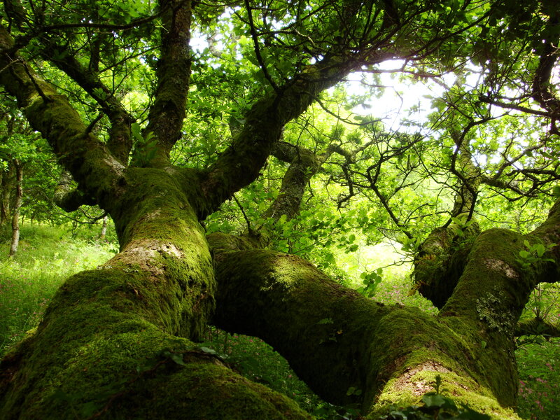Moss-covered tree in forest