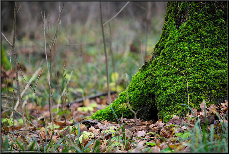 Moss-covered tree in forest