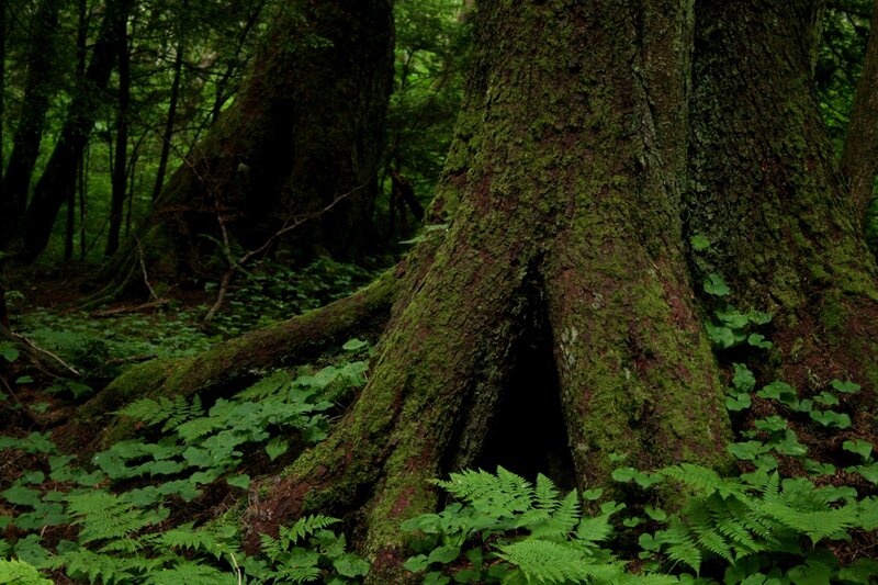 Moss-covered tree in forest