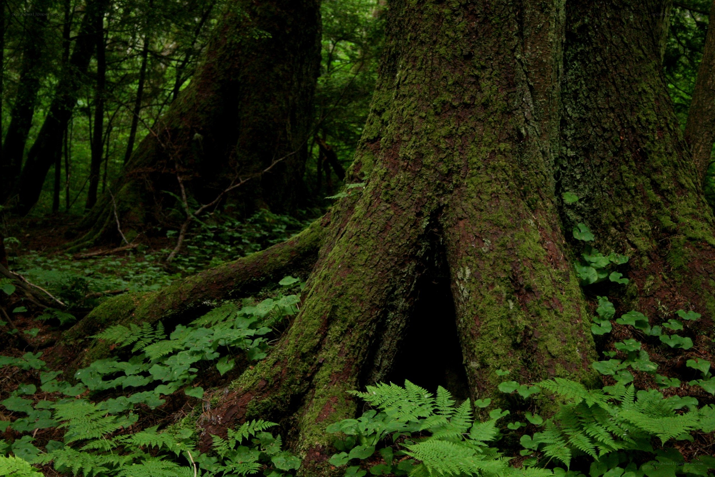 Moss-covered tree in forest