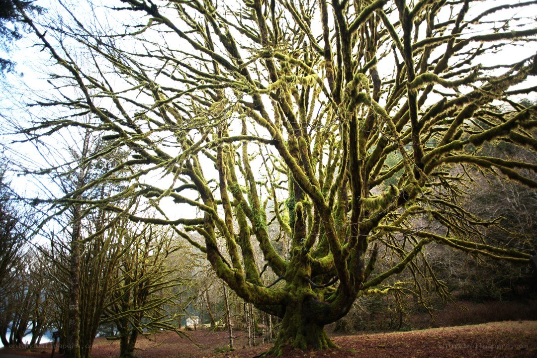 moss-covered tree in forest