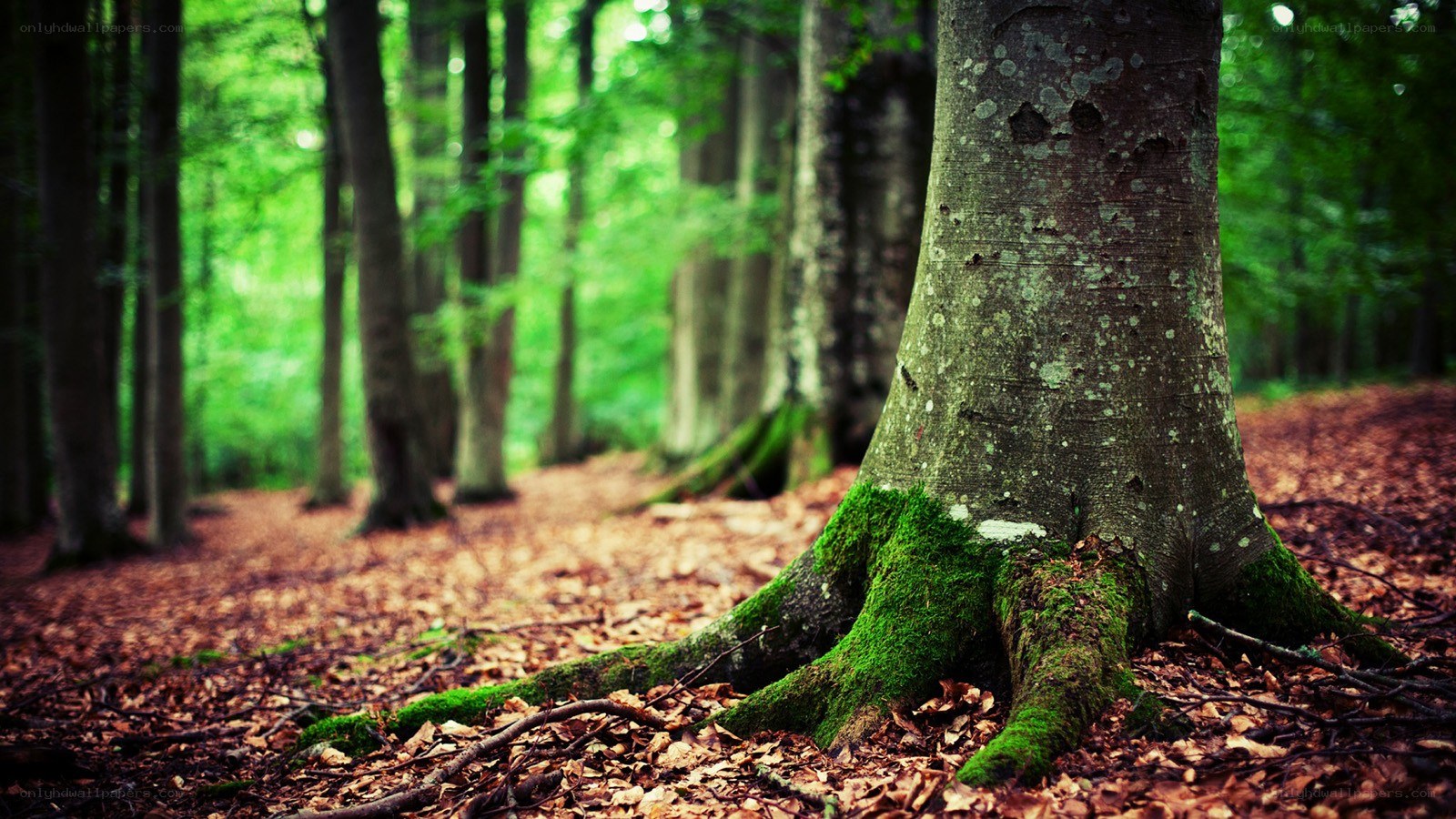 Moss-covered tree in forest