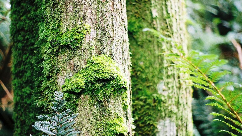 moss-covered tree in forest