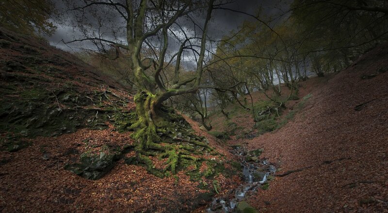 Moss-covered Tree in Forest — Brown