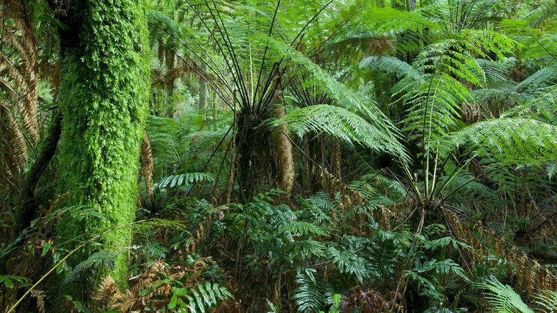 Moss-covered Tree in Forest — Green, Dense