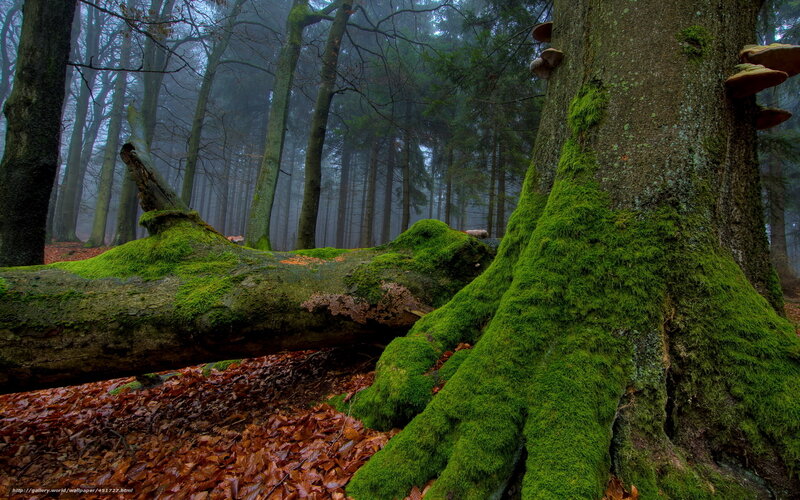 Moss-covered Tree in Forest — Green, Misty, Autumn, Photograph