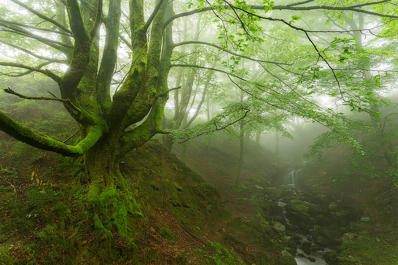 Moss-covered Tree in Forest — Green, Misty, Morning, Photograph, Fog