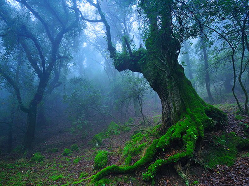 Moss-covered Tree in Forest — Green, Misty, Morning