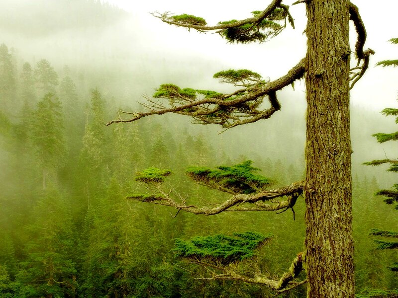 Moss-covered Tree in Forest — Green, Misty, Photograph