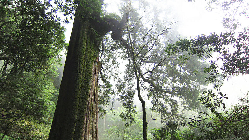 Moss-covered Tree in Forest — Green, Misty, Photograph, Trees