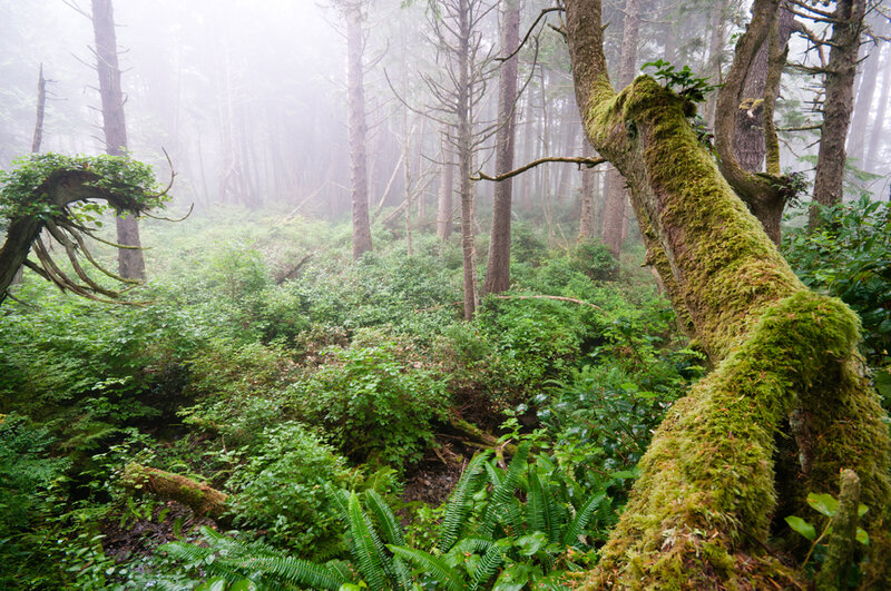 Moss-covered Tree in Forest — Green, Misty