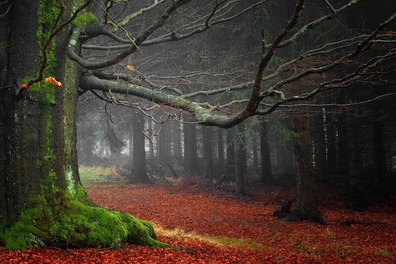 Moss-covered Tree in Forest — Green, Mysterious, Autumn