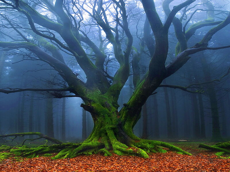 Moss-covered Tree in Forest — Green, Mysterious
