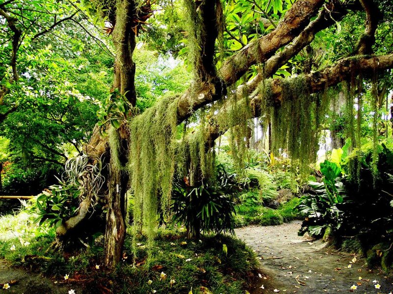 Moss-covered Tree in Forest — Green, Serene, Afternoon