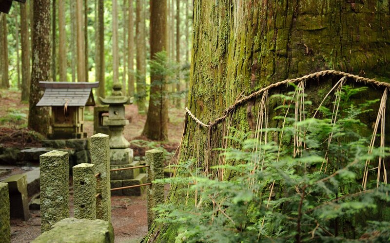 Moss-covered Tree in Forest — Green, Serene, Morning, Photograph