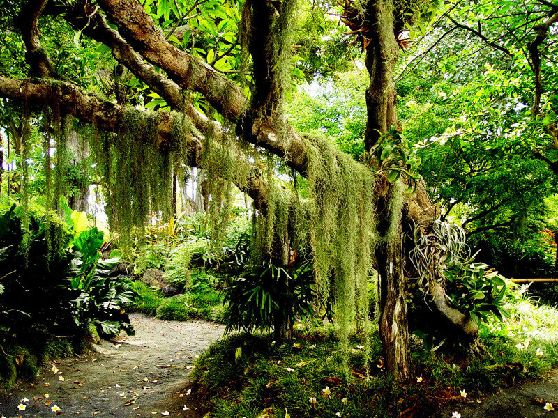 Moss-covered Tree in Forest — Green, Serene