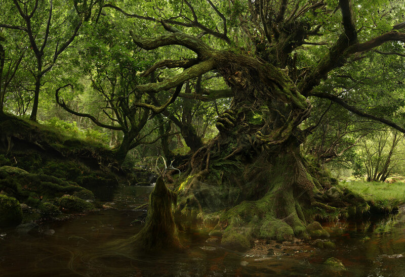 Moss-covered Tree in Forest — Green