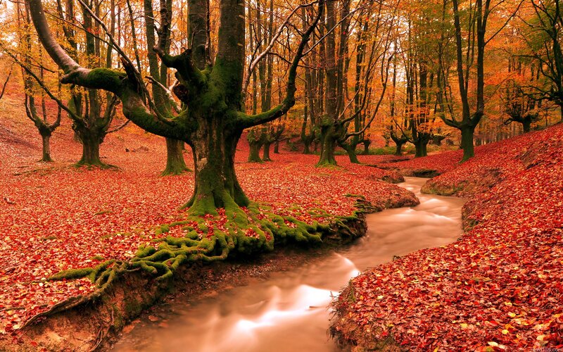Moss-covered Tree in Forest — Red, Serene, Autumn, Photograph