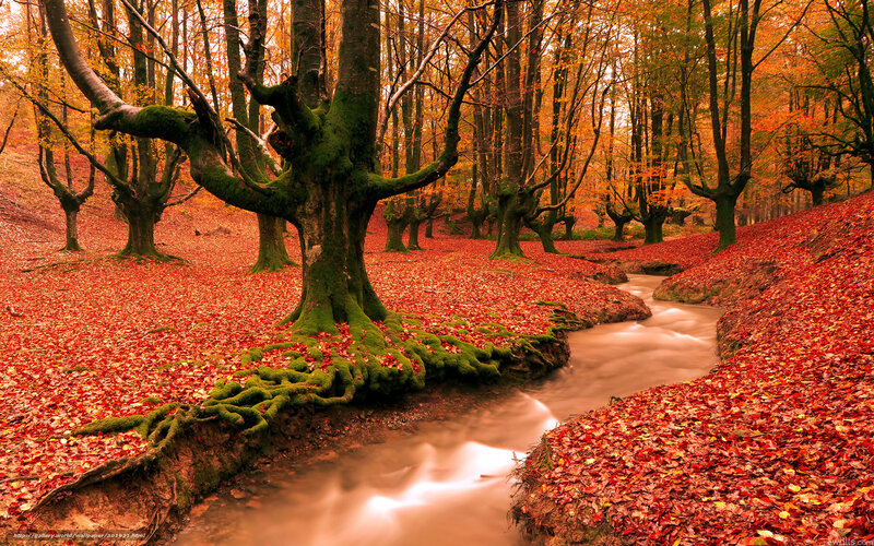 Moss-covered Tree in Forest — Red, Serene