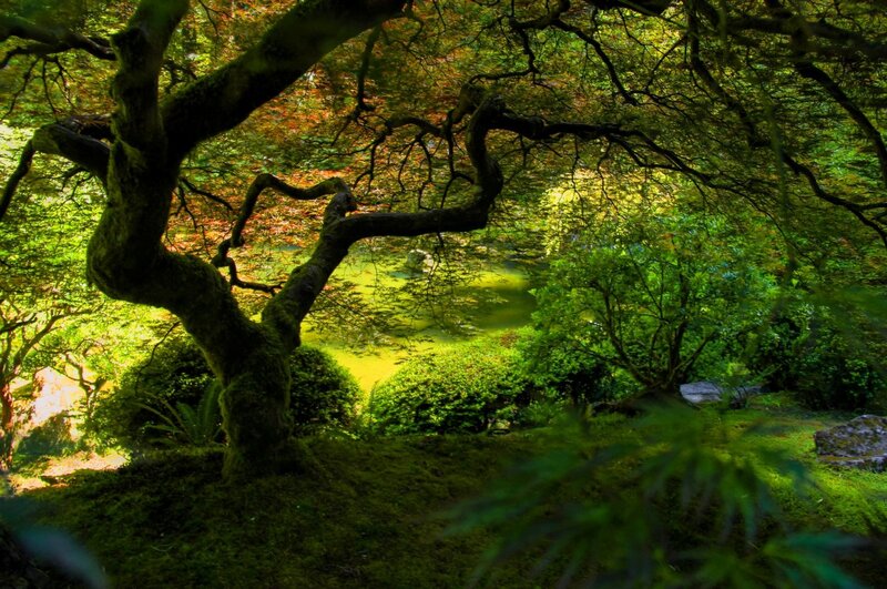 Moss-covered Tree in Garden — Green, Serene, Afternoon