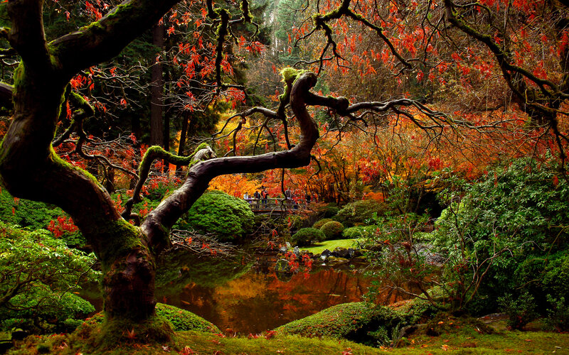 Moss-covered Tree in Garden — Green, Serene, Autumn