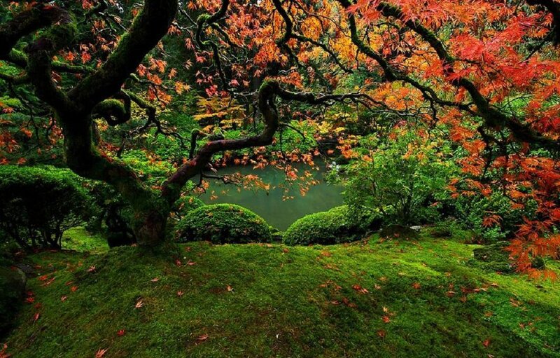 Moss-covered Tree in Garden — Green, Serene
