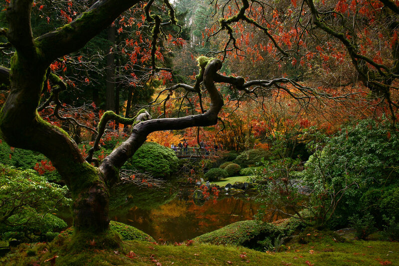 Moss-covered Tree in Garden — Green