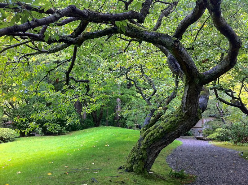 Moss-covered tree in garden