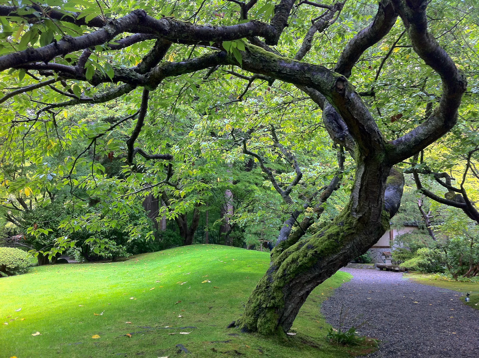 Moss-covered tree in garden