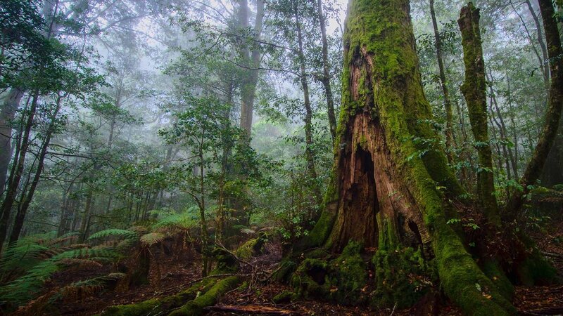 Moss-covered tree in misty forest