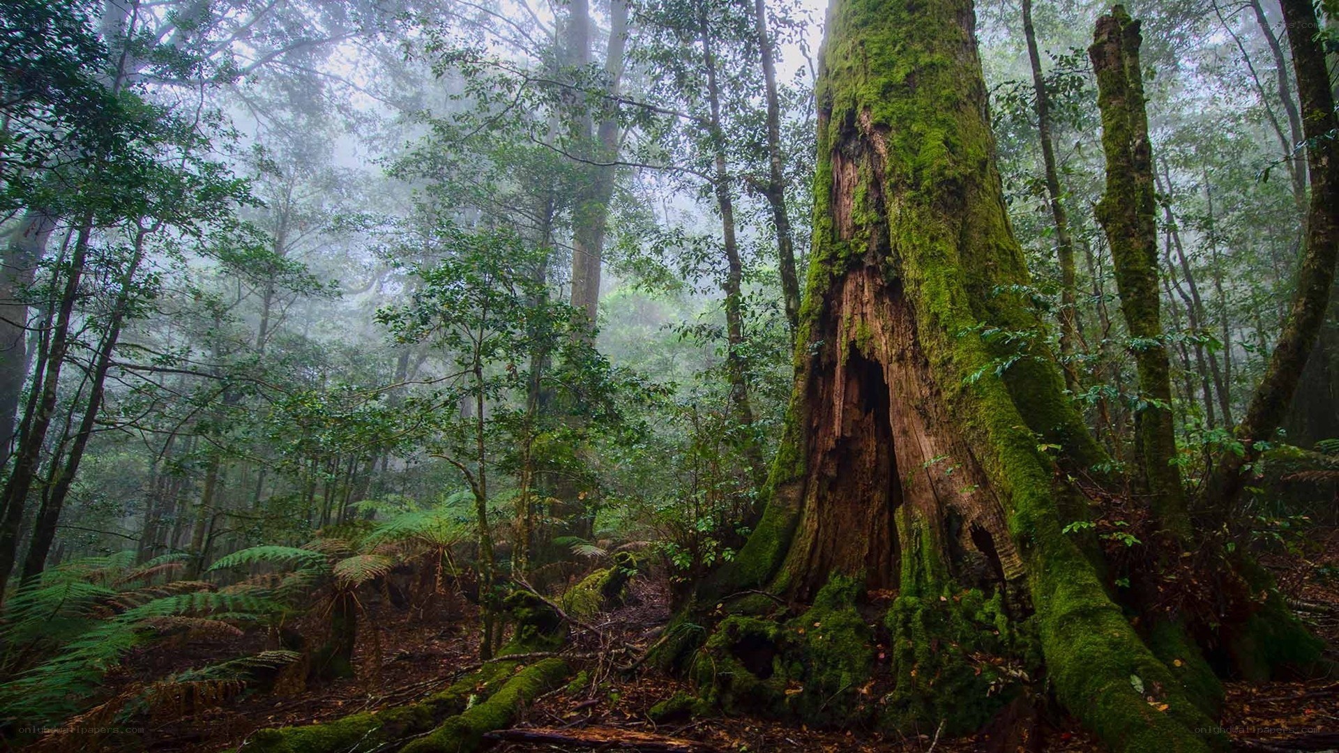 Moss-covered tree in misty forest