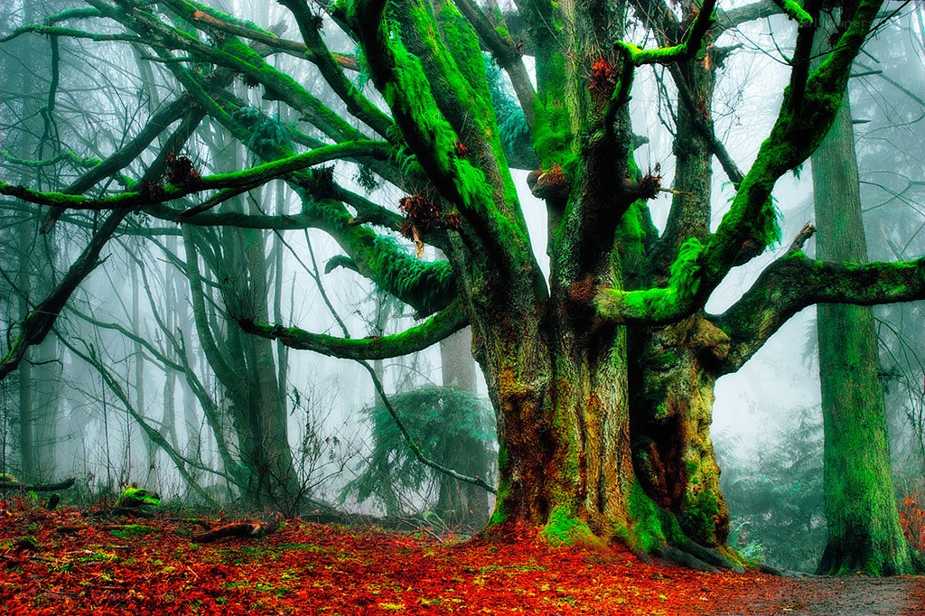 Moss-covered tree in misty forest