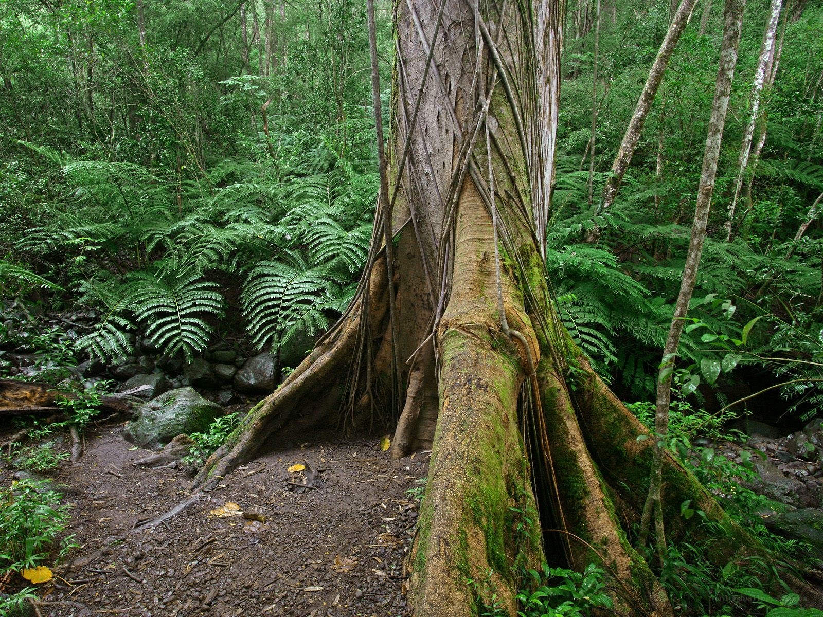 Moss-covered tree in rainforest