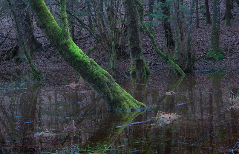 Moss-covered Tree in Swamp