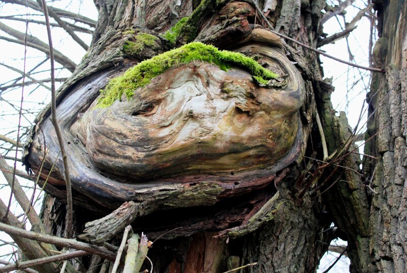 Moss-covered Tree Knot