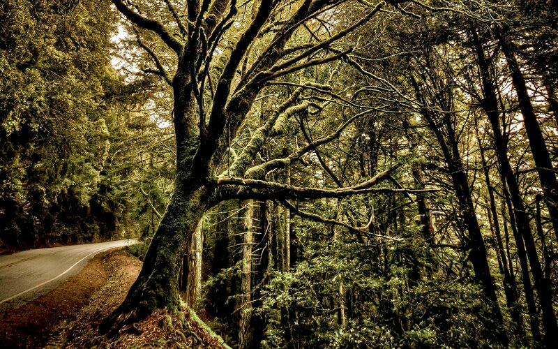 Moss-covered Tree on Road