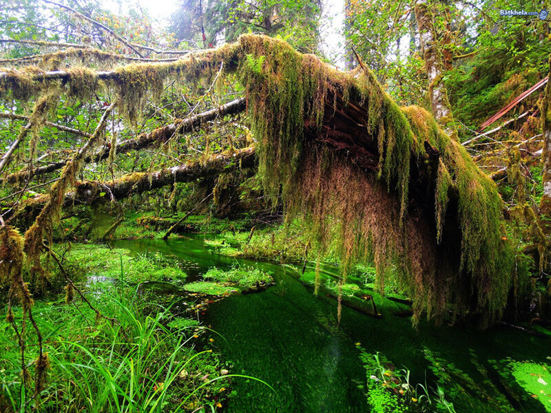 Moss-covered Tree over Stream