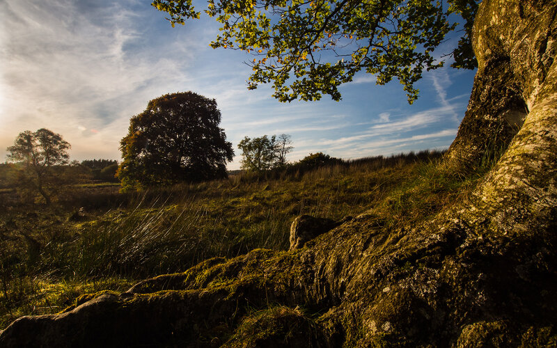 Moss-covered Tree Root