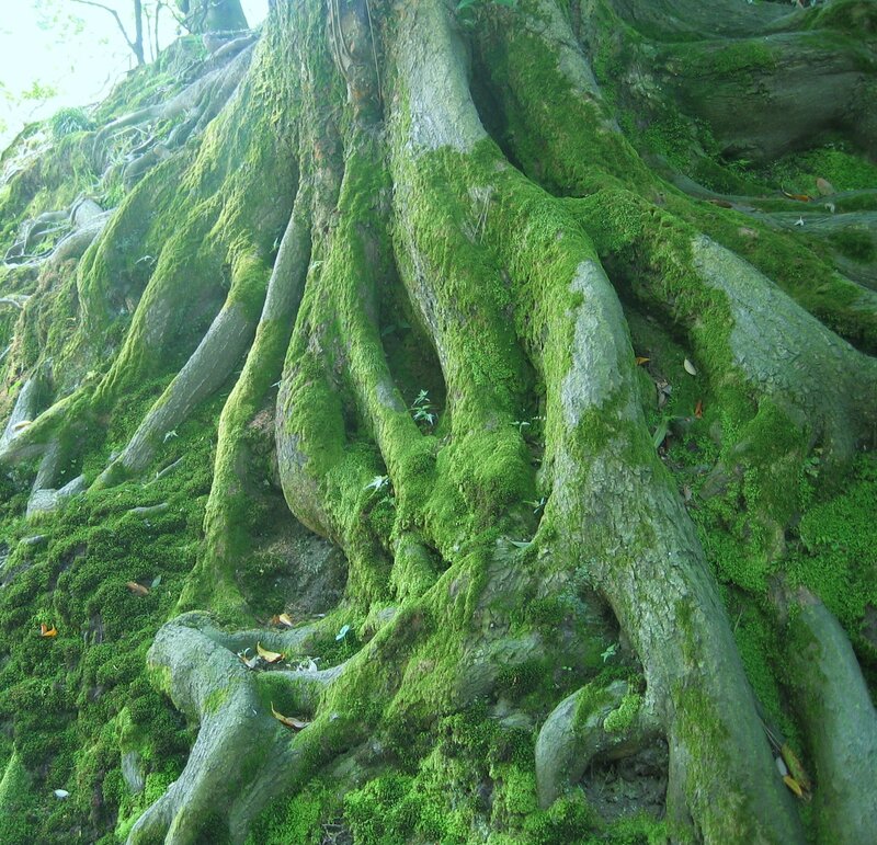 moss-covered tree roots