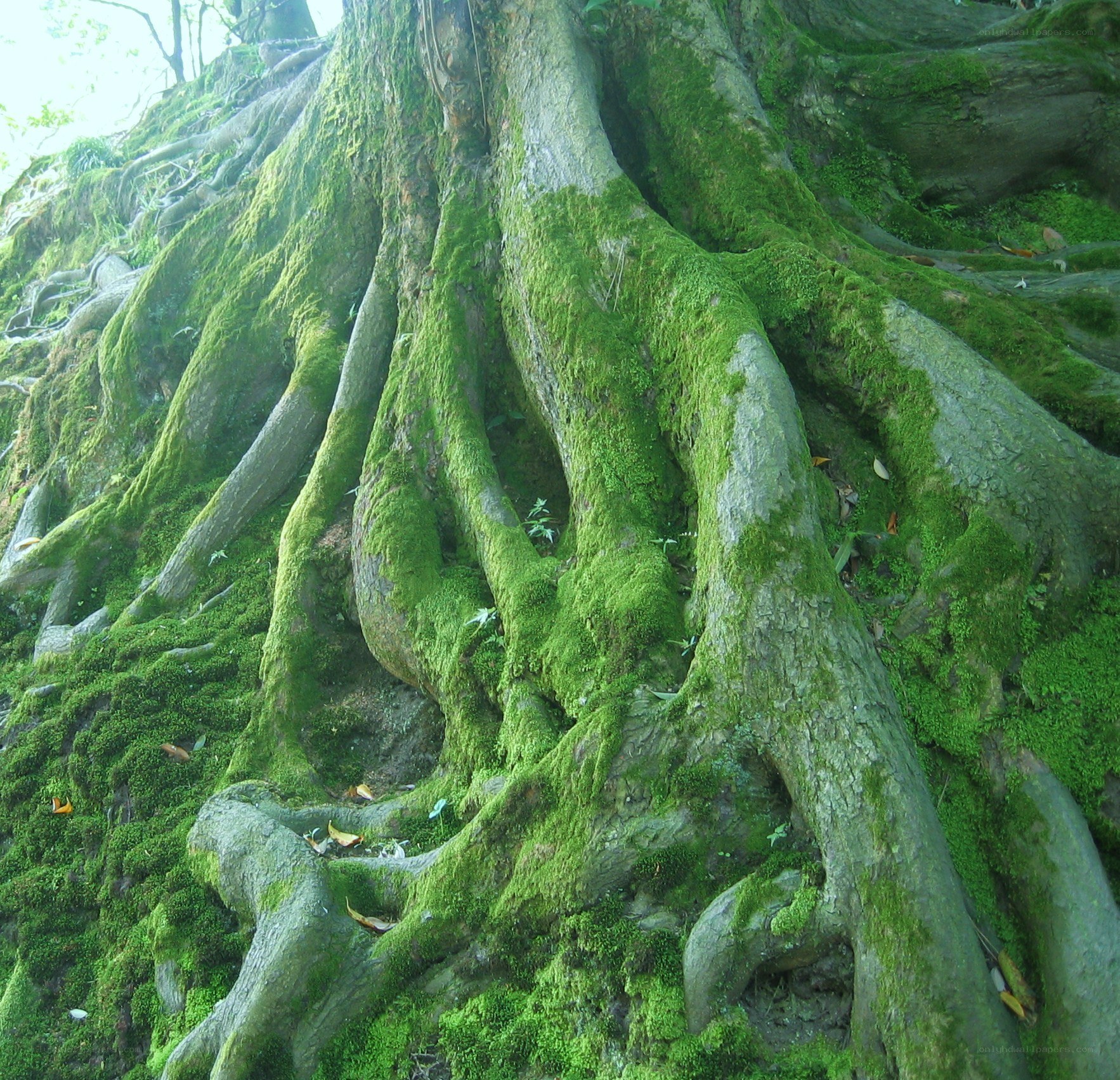 moss-covered tree roots