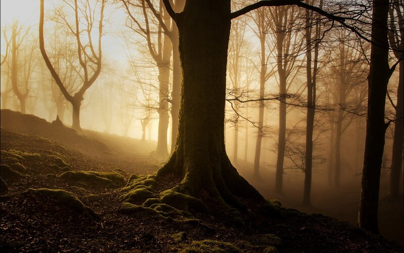 Moss-covered Tree Roots — Brown, Serene