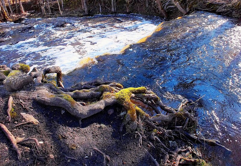 Moss-covered Tree Roots — Brown