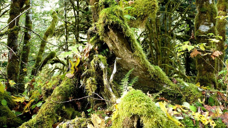Moss-covered Tree Roots — Green, Lush