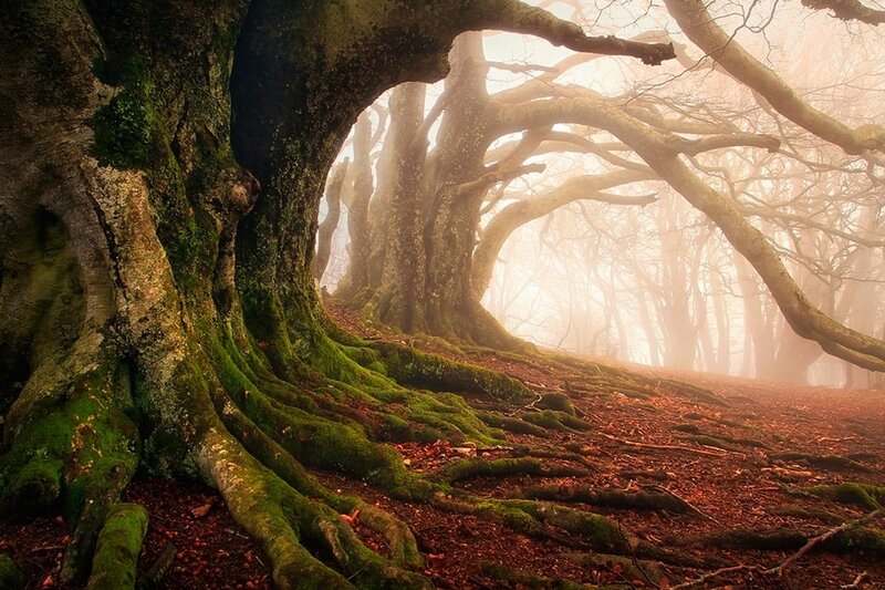 Moss-covered Tree Roots — Green, Misty