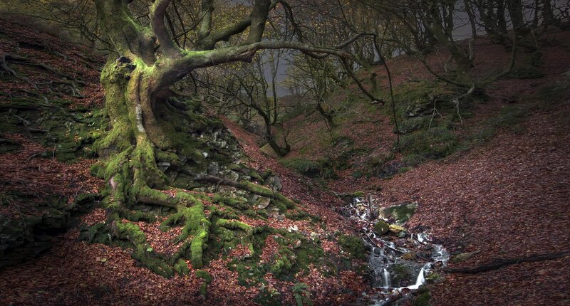 Moss-covered Tree Roots — Green, Moody