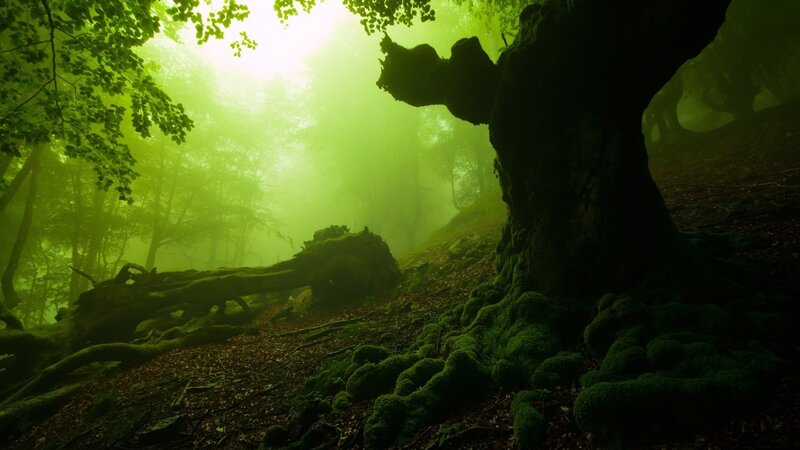 Moss-covered Tree Roots — Green, Mysterious, Morning